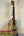 Beautiful KoAloha KTM-00 Mango Tenor Ukulele showcasing solid mango wood grain patterns