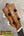 Kamaka HF-1 Soprano Ukulele – 110th Anniversary Edition with Deluxe Hard Case