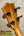 Ukulele headstock with tuning pegs on Kamaka HF-3 Tenor Ukulele in Hawaiian Koa tone