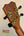 Guitar headstock with gold tuning pegs on Kanile’a Concert Ukulele and Deluxe Gig Bag