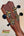Guitar headstock showcasing gold tuning pegs on Kanile’a Honus Tenor Ukulele design
