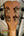 Wooden ukulele headstock of Kanile’a ISL-T Tenor with gold pegs, part of Hawaiian Islands Series