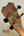 Guitar headstock with gold tuning pegs on Kanilea KPA Premium Koa Tenor Ukulele