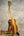 Koa wood KPA Pro Tenor Ukulele with glossy finish and gold tuning pegs