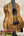 Kanileʻa kpa pro tenor ukulele with rich golden-brown solid mango body and iridescent abalone soundhole inlay