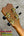 The headstock of a light brown solid mango kanilea kpa pro tenor ukulele with gold tuning machines and black pegs