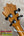 A polished light brown hawaiian koa koaloha ktm-00 tenor ukulele headstock with black tuning pegs and authentic hawaiian sound