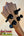 Guitar headstock with black tuning pegs on KoAloha Tenor Opio Solid Acacia Ukulele