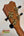 Guitar headstock of Kanile’a Honus Tenor Ukulele with gold tuning pegs and black keys