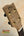 Wooden ukulele headstock with tuning pegs from Phil Henderson’s The Ladder Tenor Ukulele in solid Myrtle